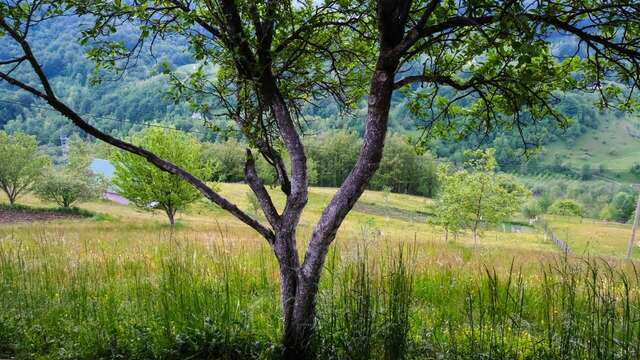 Апартаменты FERN FARM ECO RESORT Мойковац-45